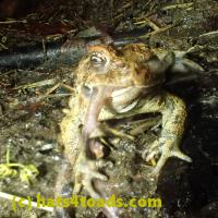 /home//u458753944/public_html/sourcegallery//Roxborough Toad Detour/2013-2019/2018/2018-04-28/P4280017.JPG